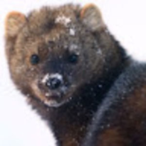 Meet your Posher, Joey